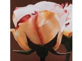 BREUNIGER Gelbe Seerose BREUNIGER Gelbe Seerose