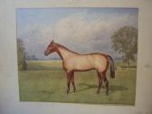 BRIGHT Alfred 'grakle' - A Racehorse In A Paddock BRIGHT Alfred 'grakle' - A Racehorse In A Paddock