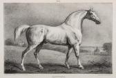 BROADHURST J. A Comparative View Of The Form And Character Of The English Racer And Saddle-horse BROADHURST J. A Comparative View Of The Form And Character Of The English Racer And Saddle-horse
