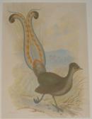 BROINOWSKI Gracius Joseph Lyre BROINOWSKI Gracius Joseph Lyre