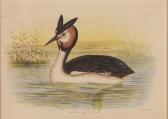 BROINOWSKI Gracius Joseph Podiceps Australis BROINOWSKI Gracius Joseph Podiceps Australis