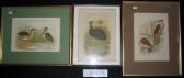 BROINOWSKI Gracius Joseph Three Chromolithographs From 'birds Of Australia' C.1890. One-carunculated Cassowary. + Minute Bittern + Nankeen Kestrel Etc. Each 32x24cm. Each Mntd. Frmd, With Letterpress Verso. BROINOWSKI Gracius Joseph Three Chromolithographs From 'birds Of Australia' C.1890. One-carunculated Cassowary. + Minute Bittern + Nankeen Kestrel Etc. Each 32x24cm. Each Mntd. Frmd, With Letterpress Verso.