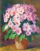 BROWN ION Pink Cinerarias BROWN ION Pink Cinerarias