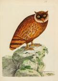 BROWN Peter Nouvelles Illustrations De Zoologie BROWN Peter Nouvelles Illustrations De Zoologie