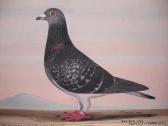 BROWNE J. Enfield Lass (racing Pigeon) BROWNE J. Enfield Lass (racing Pigeon)