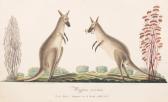 BROWNE Richard Deux Kangourous BROWNE Richard Deux Kangourous