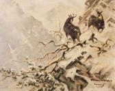 BRUFTTREISEN Mountain Goats BRUFTTREISEN Mountain Goats