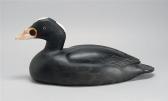 BUCHANAN Charles Surf Scoter BUCHANAN Charles Surf Scoter