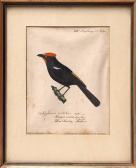 BUCHNER Georg Paul Darstellungen Des Haubenlaufvogels Bzw BUCHNER Georg Paul Darstellungen Des Haubenlaufvogels Bzw