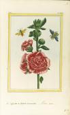 BUCHOZ Pierre Joseph A Collection Of Hand-coloured Engraved Plates BUCHOZ Pierre Joseph A Collection Of Hand-coloured Engraved Plates