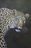 BUCKLOW DAVID Leopard BUCKLOW DAVID Leopard