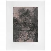BUITRON ARTURO Jacarandas Rosa, De La Serie Paisaje Rizoma BUITRON ARTURO Jacarandas Rosa, De La Serie Paisaje Rizoma