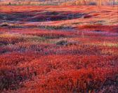 BURKETT Christopher Sunrise And Autumn Blueberries BURKETT Christopher Sunrise And Autumn Blueberries