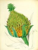 BURNETT G.R. Plantae Utiliores; Or Illustrations Of Useful Plants BURNETT G.R. Plantae Utiliores; Or Illustrations Of Useful Plants
