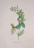 BURNETT Mary Ann Flower Studies BURNETT Mary Ann Flower Studies