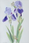 BURROWS June Irises BURROWS June Irises