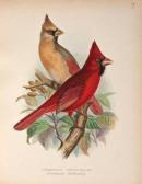 BUTLER Arthur Gardiner Foreign Finches In Captivity BUTLER Arthur Gardiner Foreign Finches In Captivity