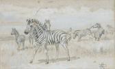 CALDWELL Edmund Zebra's CALDWELL Edmund Zebra's