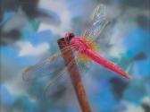 cao jingping Dragonfly cao jingping Dragonfly