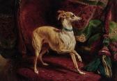 CARTER Samuel John An Italian Greyhound On A Chair CARTER Samuel John An Italian Greyhound On A Chair