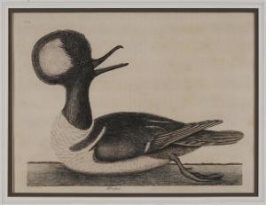 mark catesby prints