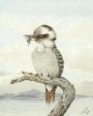 CAYLEY Neville Henry P. Kookaburra CAYLEY Neville Henry P. Kookaburra