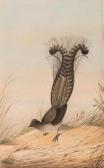 CAYLEY Neville Henry P. Lyrebird CAYLEY Neville Henry P. Lyrebird