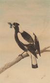 CAYLEY Neville Henry P. Magpie CAYLEY Neville Henry P. Magpie