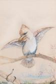 CAYLEY Neville, Jnr. Will. Kookaburra Australia CAYLEY Neville, Jnr. Will. Kookaburra Australia