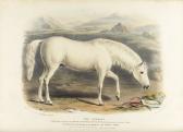 Cecil Low David Alexander The Breeds Of The Domestic Animals Of The British Islands Cecil Low David Alexander The Breeds Of The Domestic Animals Of The British Islands