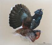 CHING Raymond Harris Capercaillie, Male & Female CHING Raymond Harris Capercaillie, Male & Female