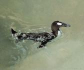 CHING Raymond Harris The Great Auk CHING Raymond Harris The Great Auk