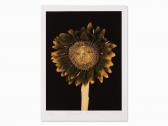 CLOSE Chuck Untitled (sunflower) CLOSE Chuck Untitled (sunflower)