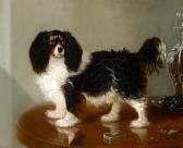 COLE George A Toy Spaniel COLE George A Toy Spaniel