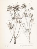 COLLA Luigi Icones Plantarum Rariorum Herbarium Pedemontanum. Fasciculus 2 COLLA Luigi Icones Plantarum Rariorum Herbarium Pedemontanum. Fasciculus 2