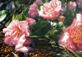 CONEY Paul Pink Camelias CONEY Paul Pink Camelias