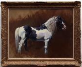COWARD Malcolm Gipsy Stallion COWARD Malcolm Gipsy Stallion