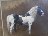 COWARD Malcolm Piebald Horse Standing In Profile With White Mane And Tail COWARD Malcolm Piebald Horse Standing In Profile With White Mane And Tail