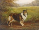 CROWTHER Henry Study Of A Collie Dog CROWTHER Henry Study Of A Collie Dog