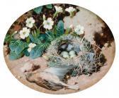 CRUICKSHANK William A Dead Finch By A Nest With Primroses CRUICKSHANK William A Dead Finch By A Nest With Primroses