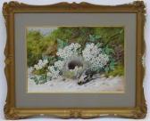 CRUICKSHANK William Still Life Of A Goldfinches Nest In A Hedgerow CRUICKSHANK William Still Life Of A Goldfinches Nest In A Hedgerow