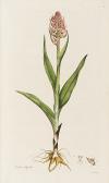 CURTIS William Flora Londinensis: Or, Plates And Descriptions Of Such Plants As Grow Wild In The Environs Of London, Fascicles 1-5 Only (of 6), In 4 Vol. CURTIS William Flora Londinensis: Or, Plates And Descriptions Of Such Plants As Grow Wild In The Environs Of London, Fascicles 1-5 Only (of 6), In 4 Vol.