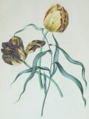 DAFFINGER Moritz Michael Irises & Morning Glories, Roses And Tulips: Three Botanical Studies DAFFINGER Moritz Michael Irises & Morning Glories, Roses And Tulips: Three Botanical Studies