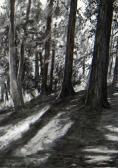 DALLADAY SUSAN Woodland Scene DALLADAY SUSAN Woodland Scene