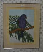 DALLAS John Imperial Parrot DALLAS John Imperial Parrot