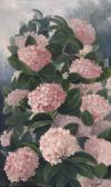 DALMAU Josep Hortensias DALMAU Josep Hortensias