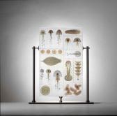 DAM STEFFEN Sea Creatures DAM STEFFEN Sea Creatures