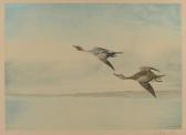 DANCHIN leon Ducks In Flight DANCHIN leon Ducks In Flight