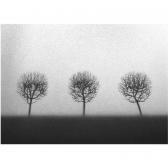 DANIA AKULIN Three Trees DANIA AKULIN Three Trees