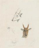 DANIELL Samuel Studies Of The Head, Nose And Antlers Of A Musk Deer Of Ceylon DANIELL Samuel Studies Of The Head, Nose And Antlers Of A Musk Deer Of Ceylon